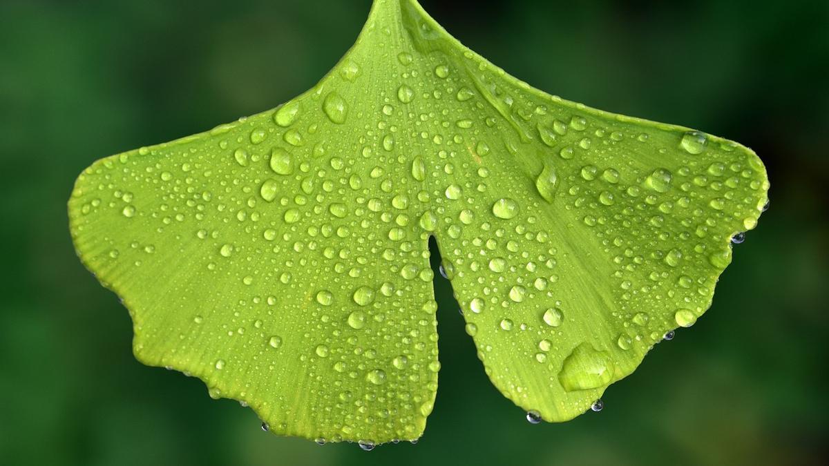 Ginkgo biloba: la infusión milenaria que adelgaza y rejuvenece.