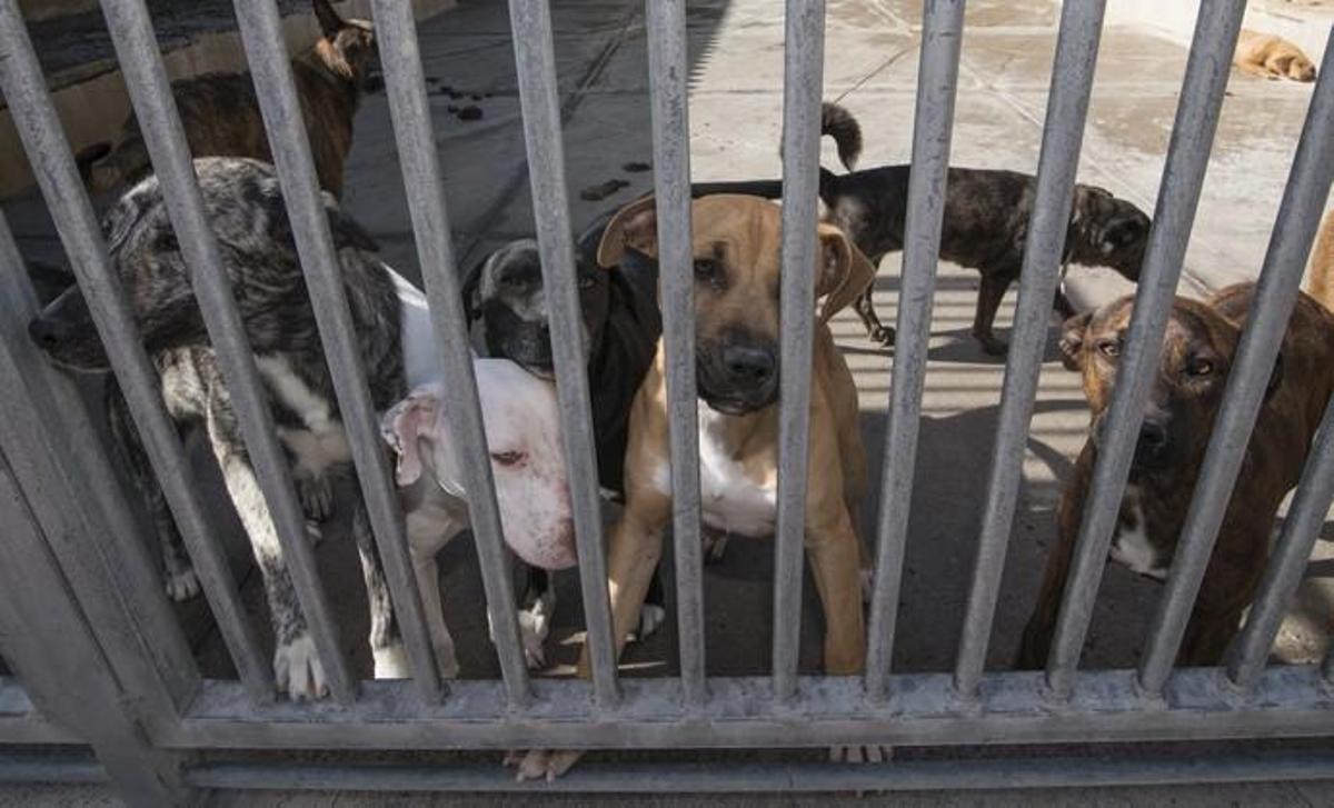 03/01/2019 ARUCAS. Albergue Insular de animales.  FOTO: J. PÉREZ CURBELO