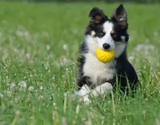 Conoce las razas de perros que no dan alergia
