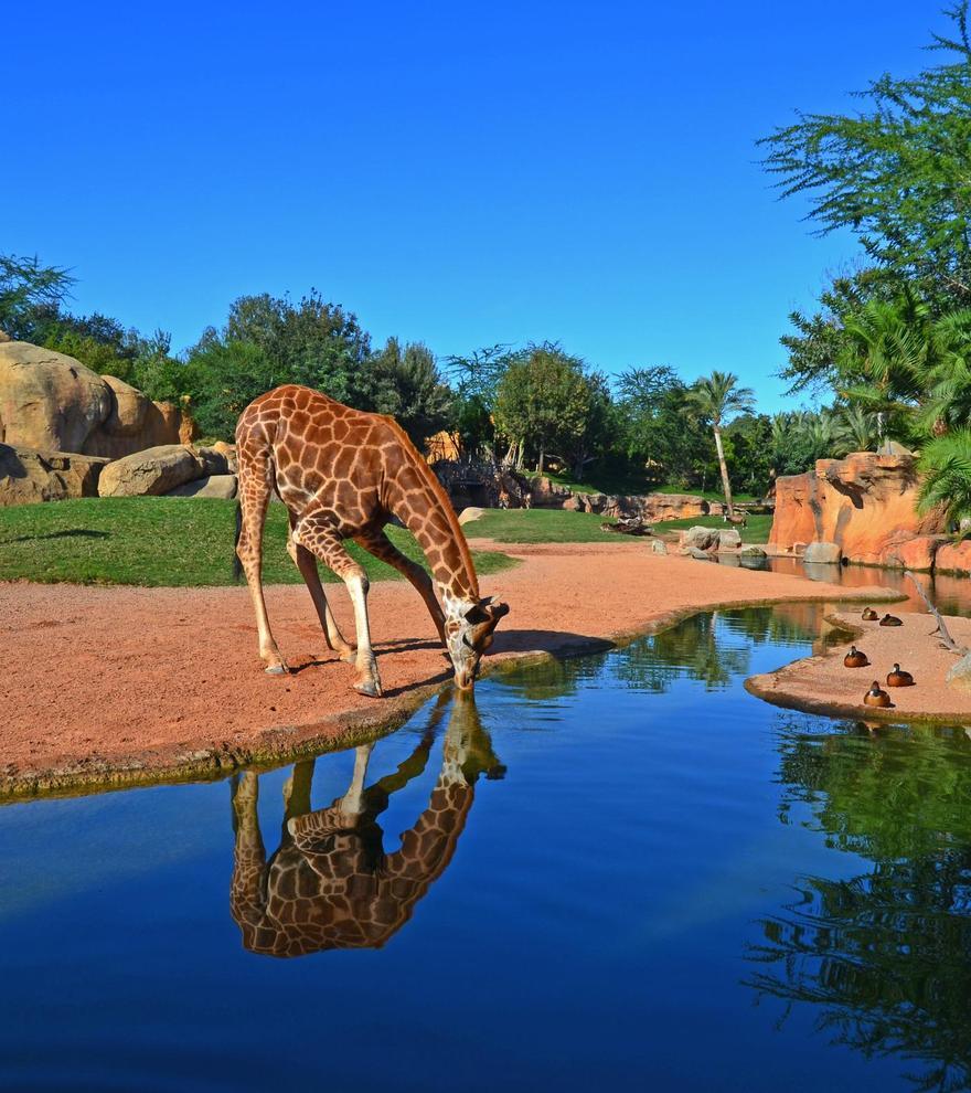 El agua, un elemento fundamental en el concepto de zoo-inmersión de Bioparc