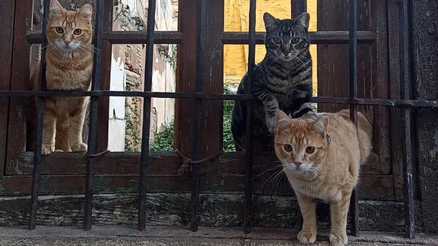 Tres de los gatos reciben a uno de sus cuidadores.