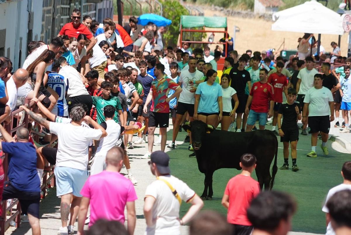 Las vaquillas vuelven tomar la calle en la feria de Añora Las vaquillas vuelven tomar la calle en la feria de Añora