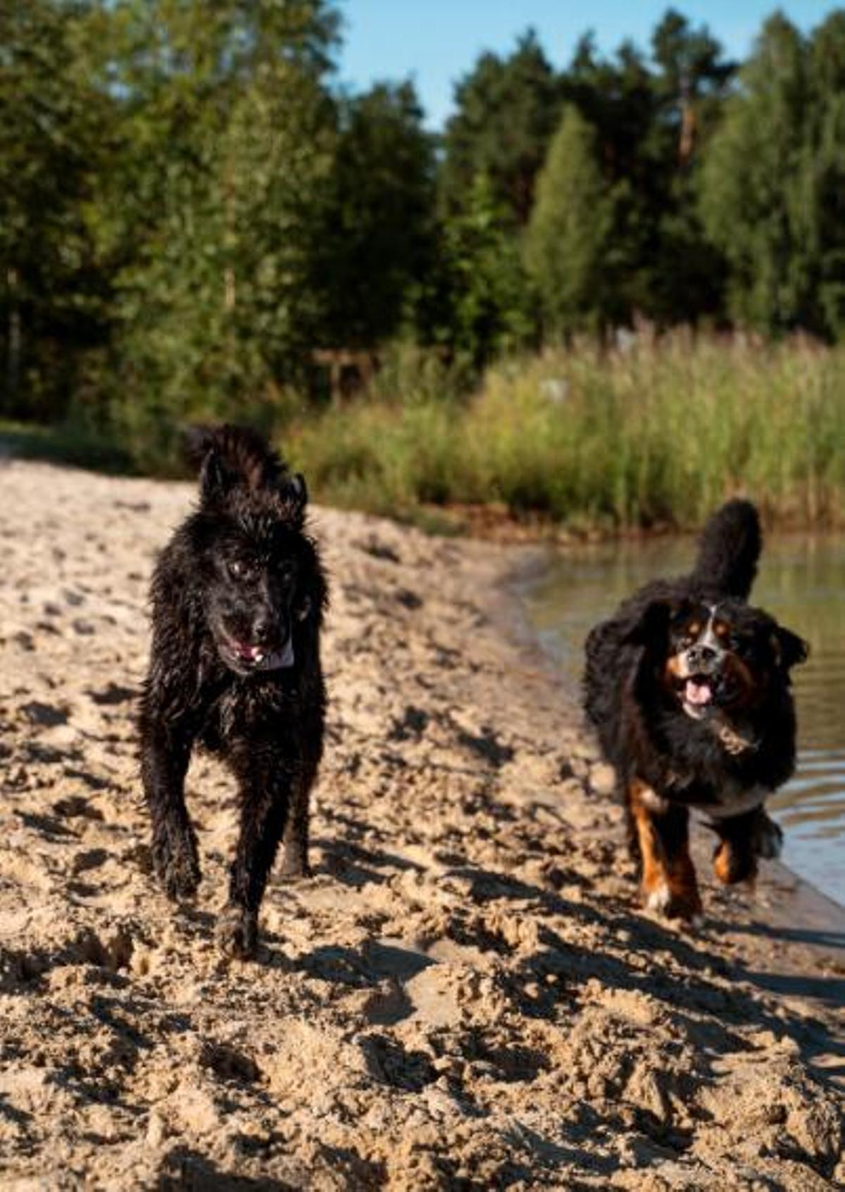 Com han de passejar les nostres mascotes?
