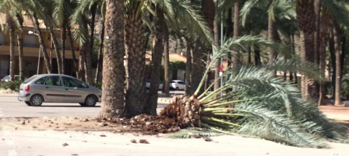 La caída de más palmeras con picudo pone en evidencia la actuación del Ayuntamiento