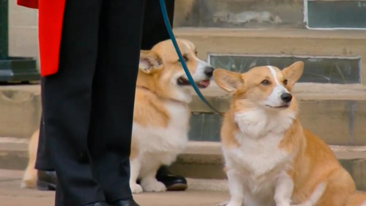 El entrañable gesto de los perros de la Isabel II que se ha vuelto viral: &quot;El adiós más bonito&quot;