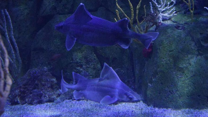 El Oceanogràfic, único acuario del mundo con una pareja de tiburón cerdo