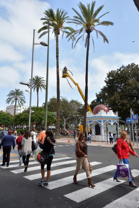 PODA PALMERA SAN TELMO