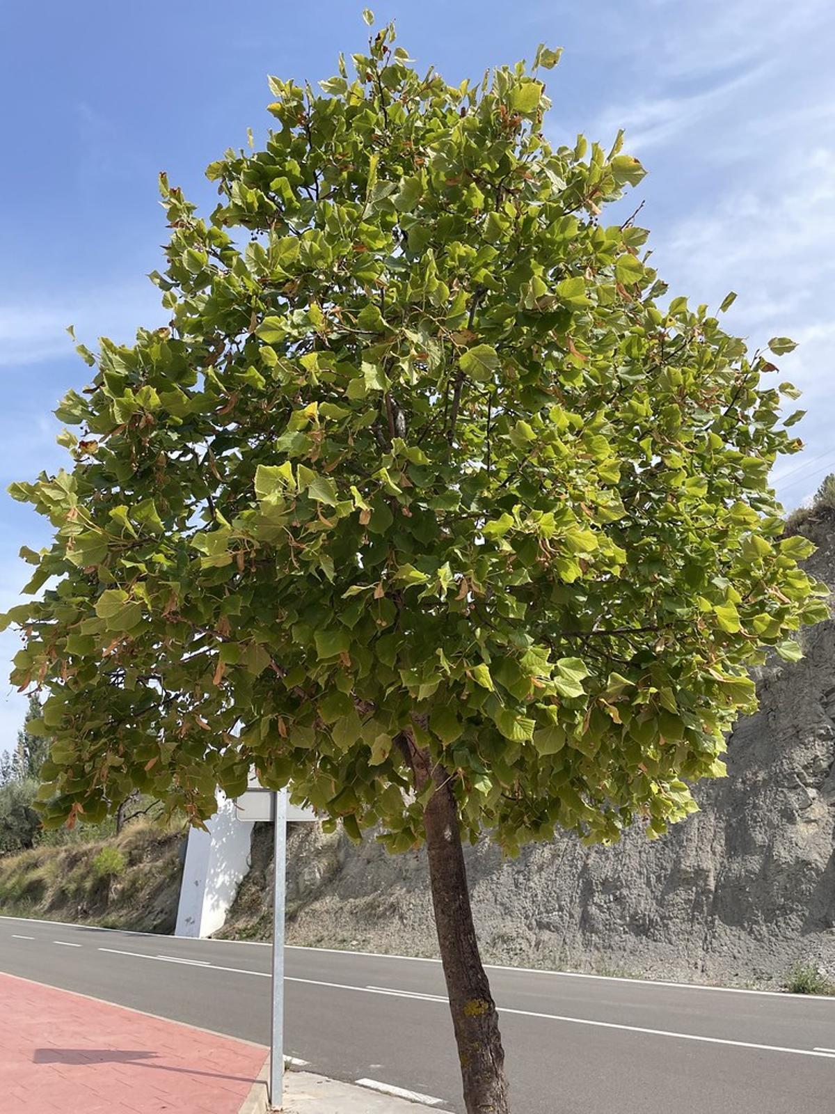 Exemplar de Tilia tormentosa