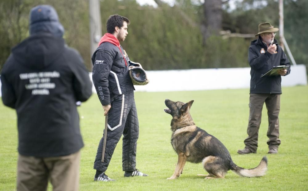 Copa de España de Trabajo para Perros de Utilidad