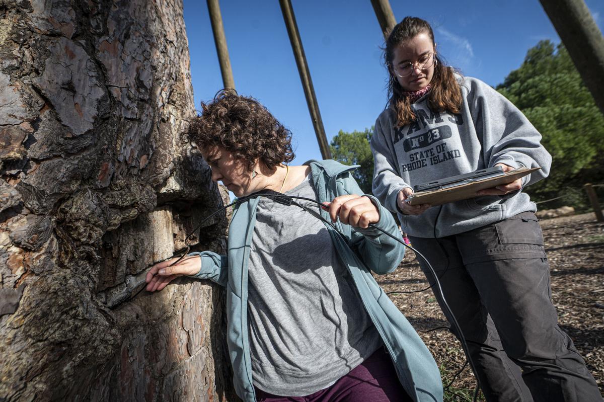 Catalunya encarrega radiografiar 300 arbres monumentals per conèixer el seu estat de salut Catalunya encarrega radiografiar 300 arbres monumentals per conèixer el seu estat de salut