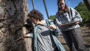 Catalunya encarrega radiografiar 300 arbres monumentals per conèixer el seu estat de salut Catalunya encarrega radiografiar 300 arbres monumentals per conèixer el seu estat de salut