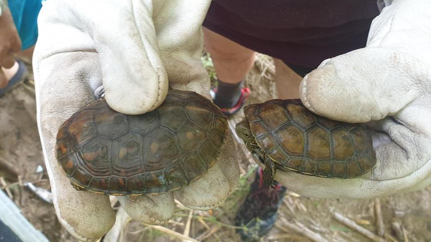 El proyecto Emys cierra 2023 con 51 tortugas autóctonas censadas en el río Cànyoles en Xàtiva