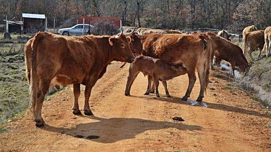 Un ternero mama de la vaca en una explotación sanabresa.