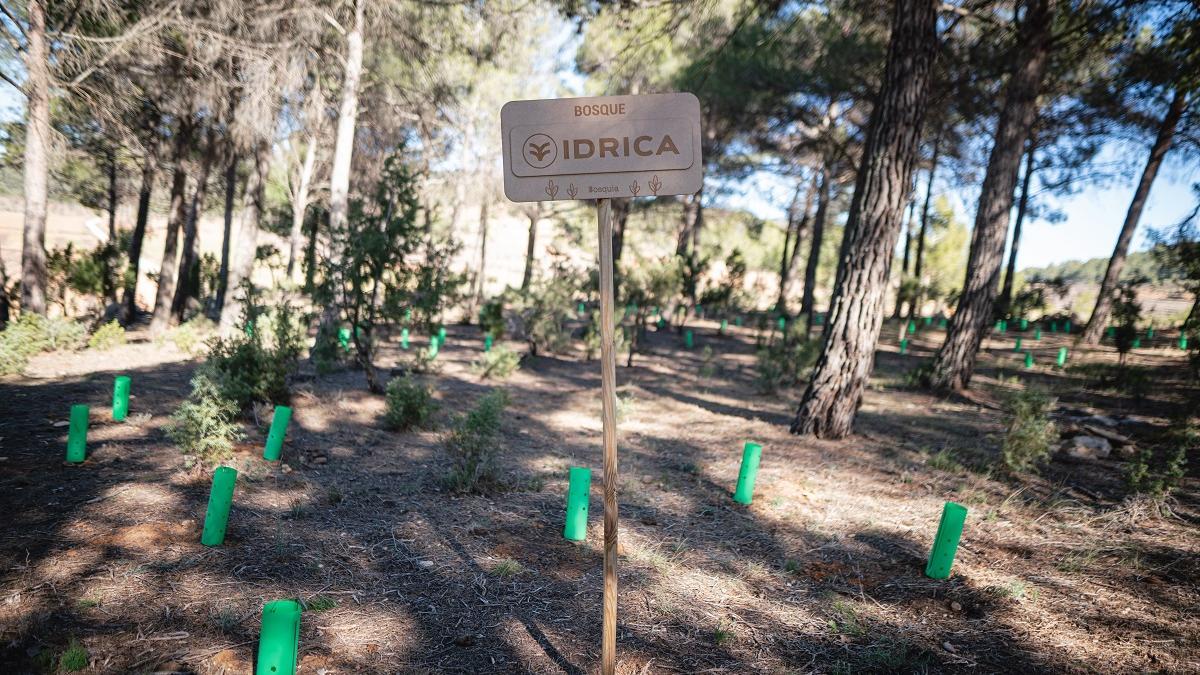 El bosque que ha plantado la empresa Idrica en Estubeny.