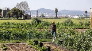 Barcelona contará con una estrategia alimentaria acorde con los Objetivos de Desarrollo Sostenible (ODS)