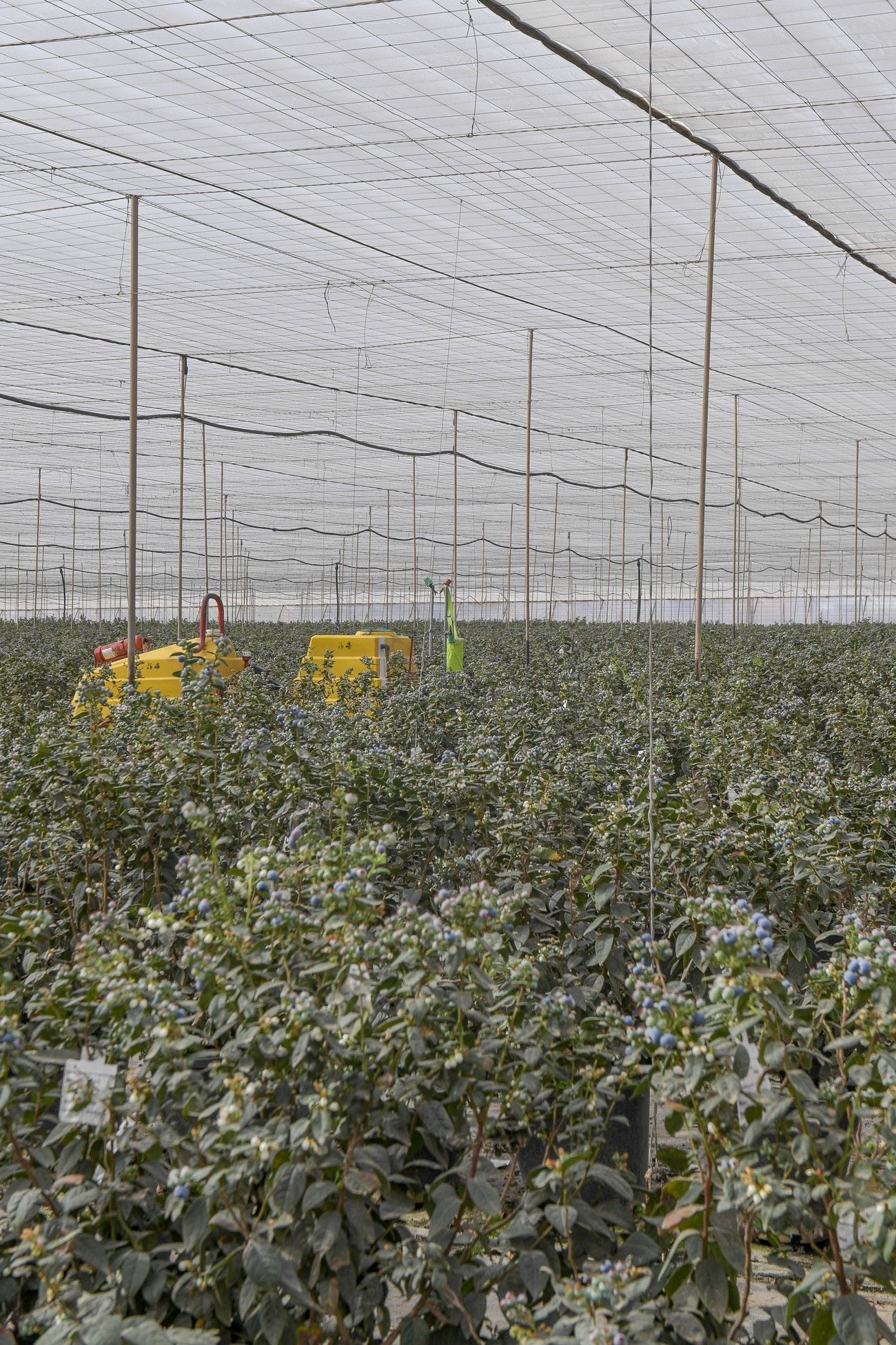 Cultivo de arándanos en Juan Grande