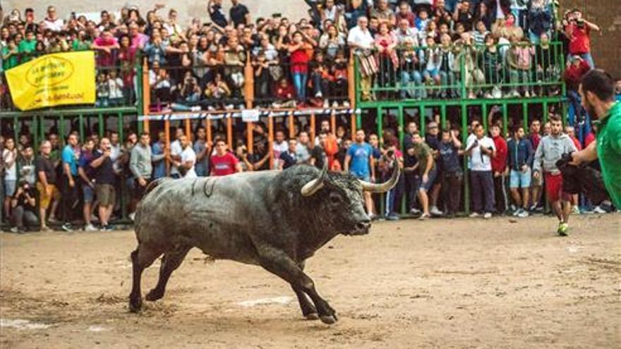 Castellón vivirá un octubre con la suelta de un centenar de cerriles