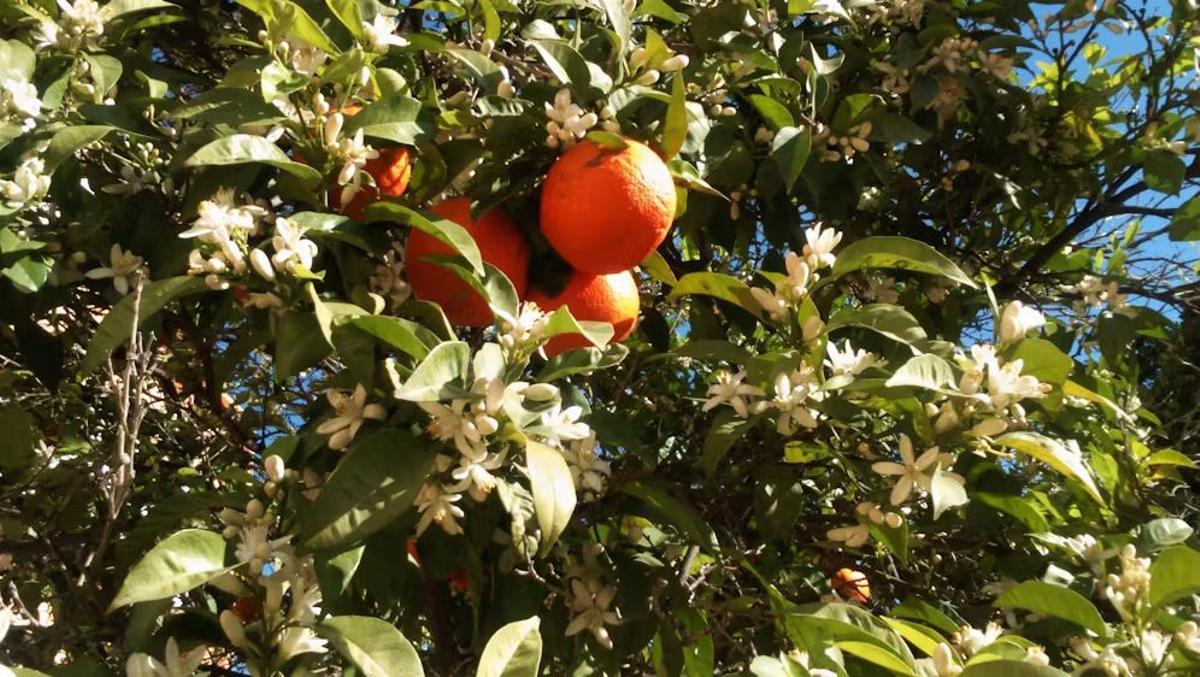 Naranjo con floración temprana del azahar en el mes de enero en Málaga, a la vez que el engorde del fruto