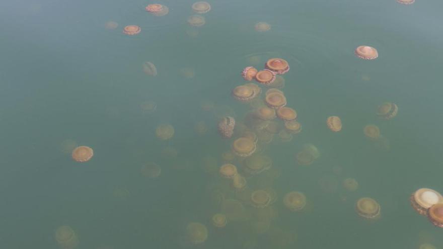 Alertan del aumento de medusas este verano en las playas de la Región