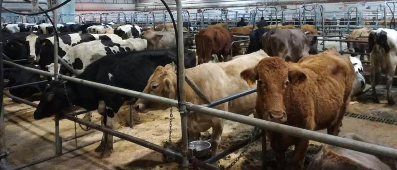 Subasta de ganado vacuno en la Central Agropecuaria de Galicia.   | // FDV