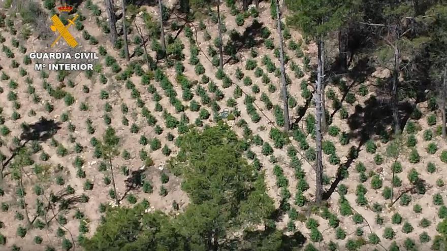 Así era la mayor plantación de marihuana en la provincia de Valencia