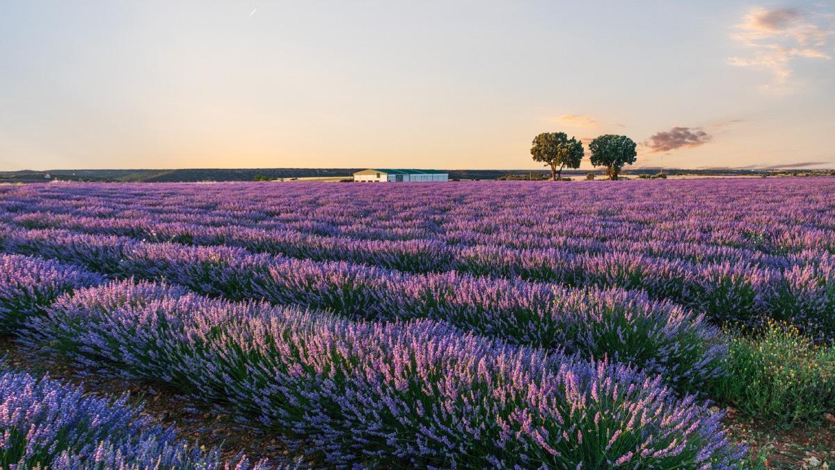 Los campos de lavanda más fotografiados de España tiñen de morado una comarca que muchos comparan con La Provenza francesa