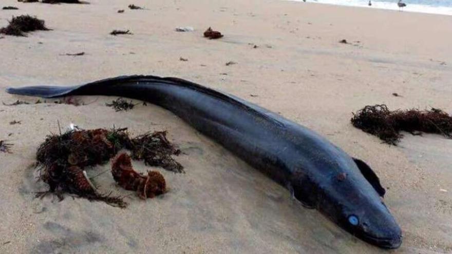 Aparece un congrio en la playa de Santa Cristina