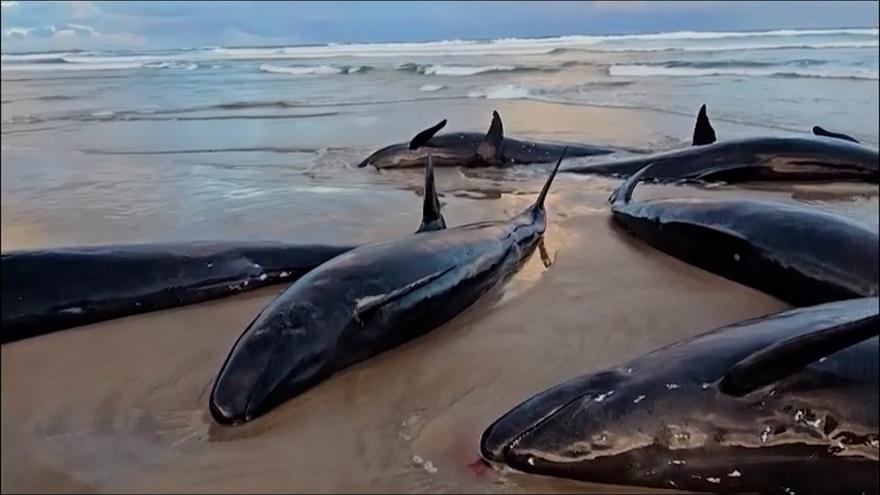 Más de 150 ballenas quedan varadas en una remota playa de Australia