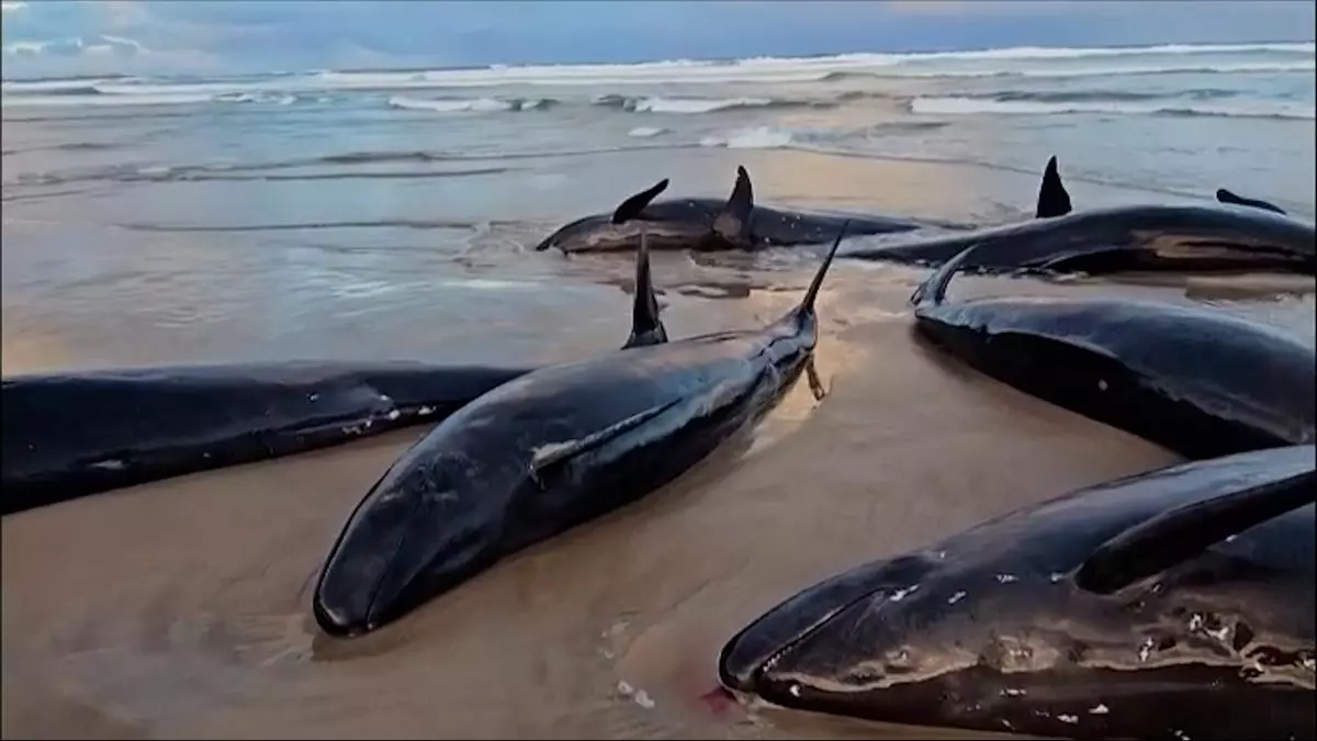El mágico encuentro de unos pescadores con un grupo de orcas en Fuerteventura