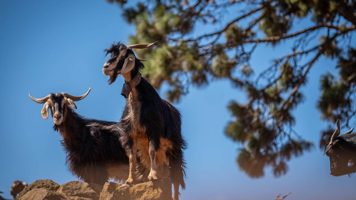 Goats as Firefighters: How Grazing Livestock Help Prevent Wildfires in El Rosario