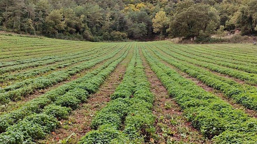 Imatge d&#039;un camp de cultiu de plantes aromàtiques