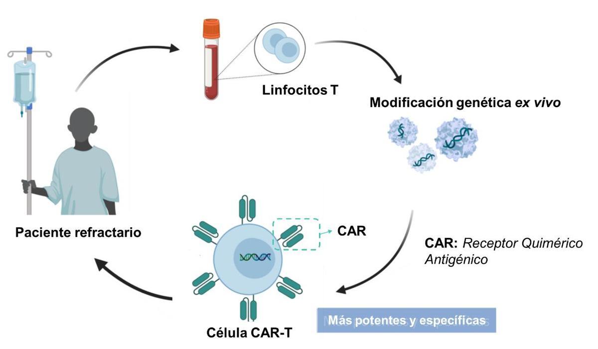 Infografía de cómo se crean las células CART-T, el &quot;medicamento vivo&quot; centro de esta investigación