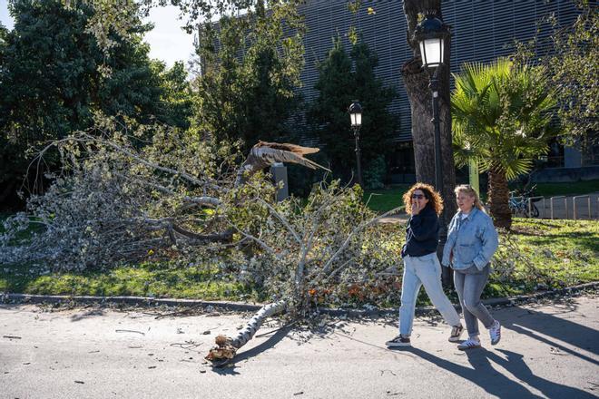 Sivil Koruma, Pireneler ve Empordà'da saatte 100 km'yi aşan kuvvetli rüzgar nedeniyle alarmı kapattı