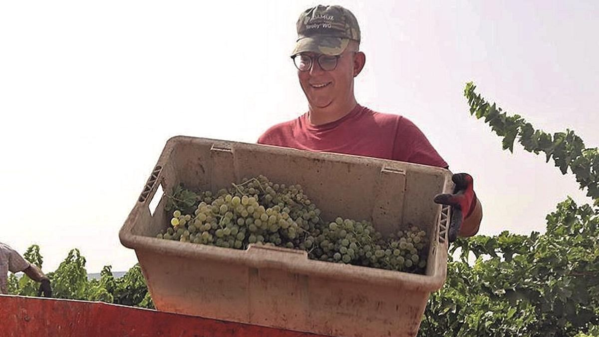 Un jornalero recoge uvas en el marco Montilla-Moriles durante la pasada vendimia.