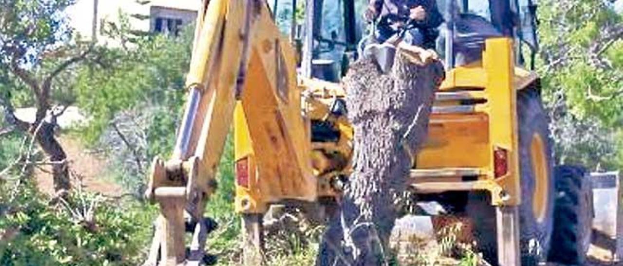 Trabajos de eliminación de un árbol infectado por Xylella.