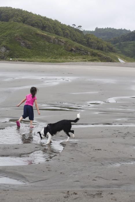 Los perros pueden acceder al playón de Bayas