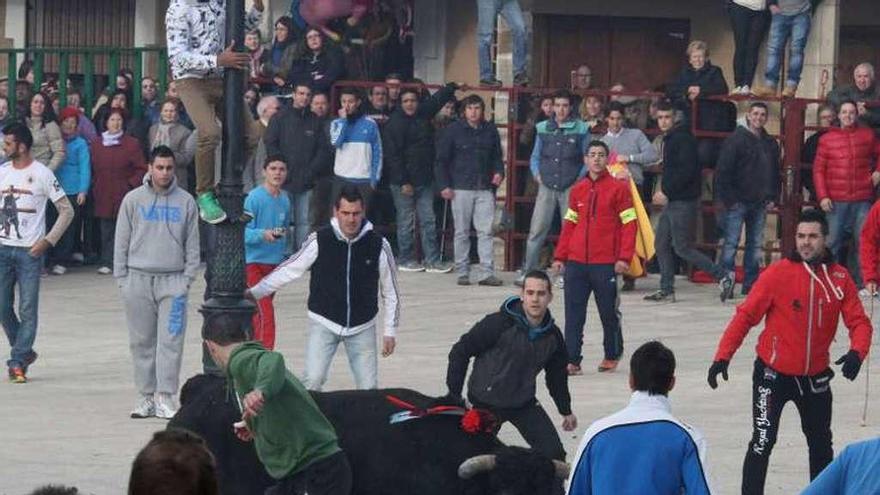 II Toro de la Purísima, en el año 2014.