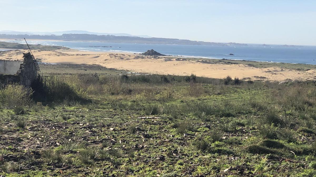 Mapean con drons a duna de Corrubedo tras retirar 3.400 toneladas de pinos na contorna