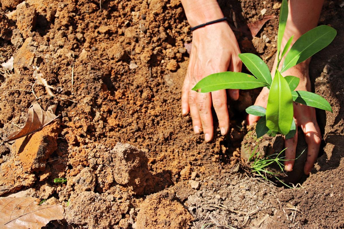 Objetivo: 100 millones de árboles en cinco años