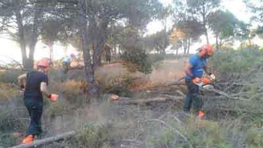 Un grupo de trabajadores realiza la limpieza de un pinar en la zona de Toro.