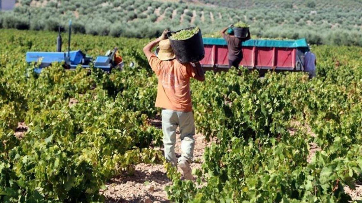 Recogida de la uva en un viñedo de Montilla-Moriles.