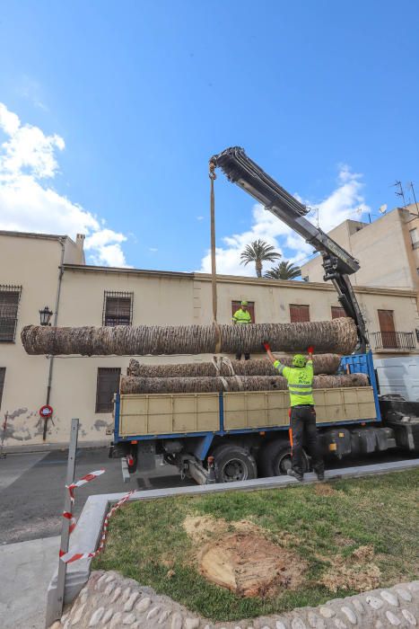 Así ha quedado la plaza de Santa Lucía de Orihuela tras retirar los troncos y tocones de 23 palmeras secas