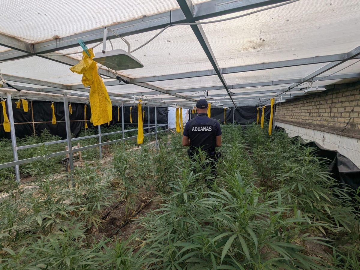 Imagen de una plantación de marihuana intervenida en Sevilla.