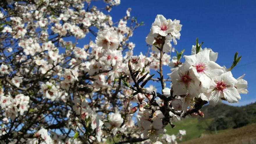 El almendro florido es el primer anuncio en los montes de Málaga de la cercanía de la Cuaresma.