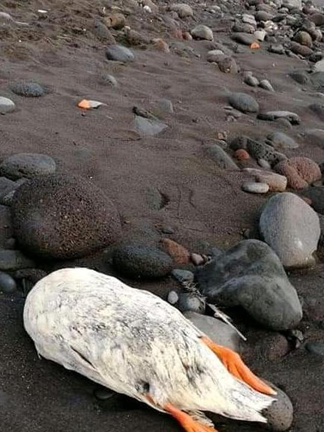 Hallan un pato decapitado en un playa de Güímar