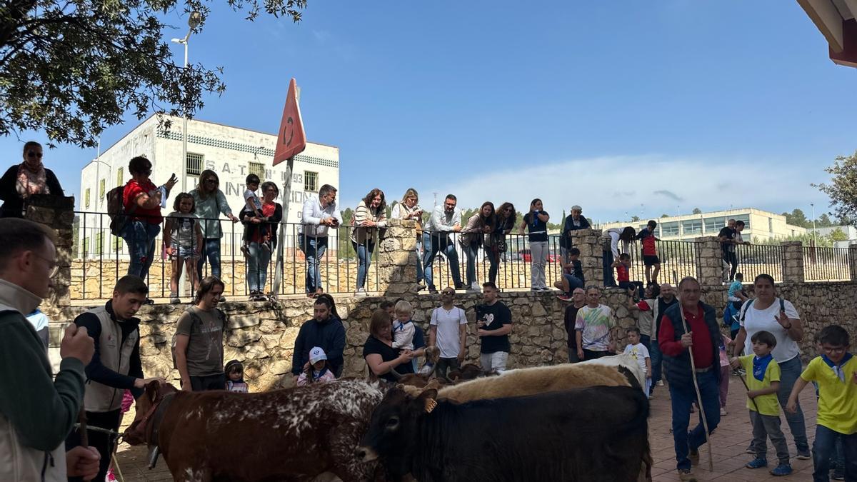 Encierro de trashumancia con ganado no bravo para los más pequeños ha abierto la jornada.