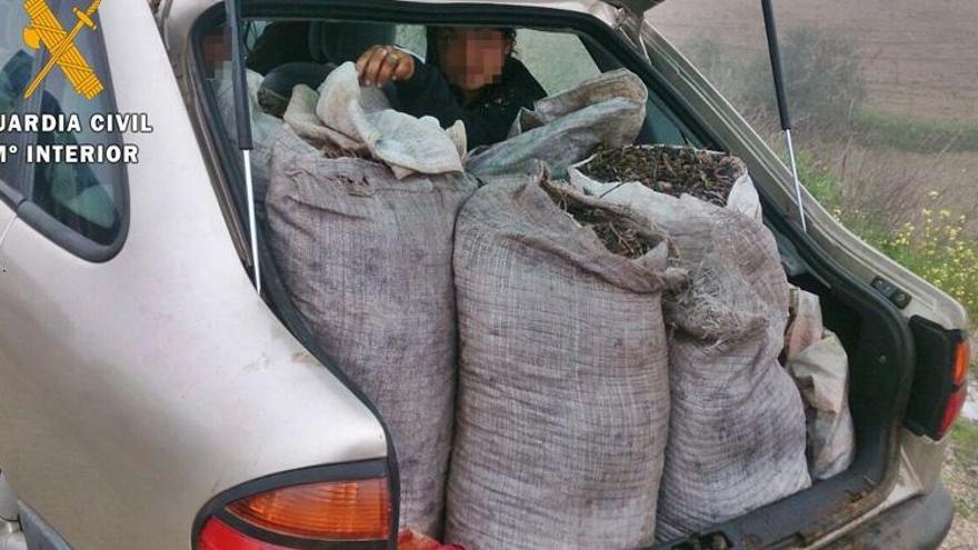 Sorprenden a 15 personas con 3.000 kilos de aceitunas sustraídas de una finca de Campillo de Llerena