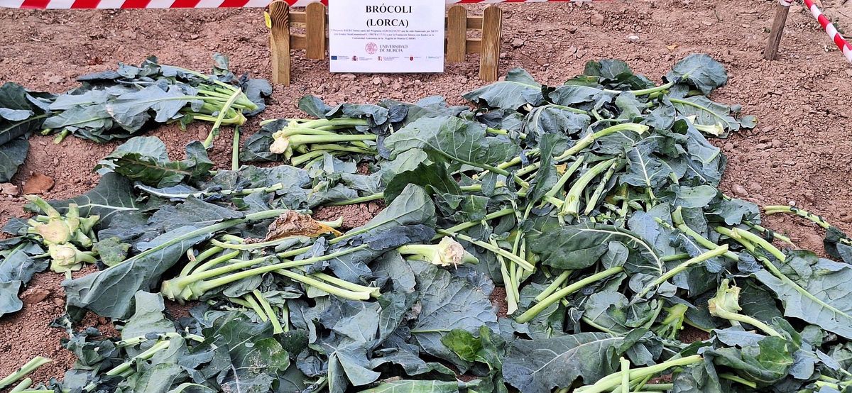 Restos de brócoli en un campo.