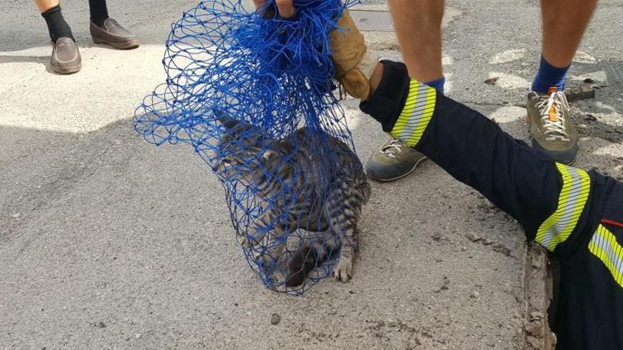 Rescatan contra reloj a un gato atrapado en una alcantarilla de La Vila Joiosa