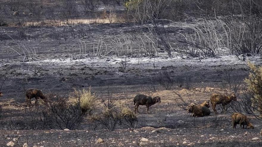 Los desalojados por el incendio de La Granada vuelven a sus casas